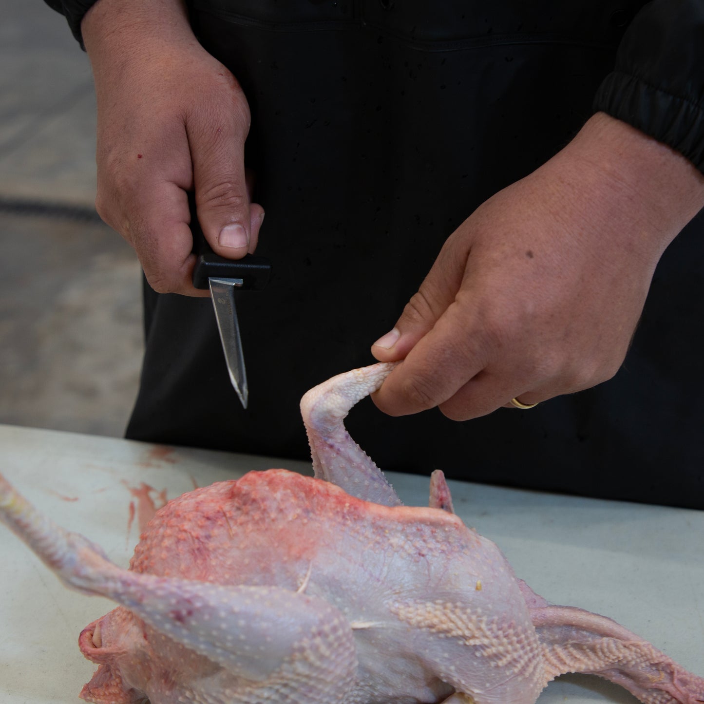 Yardbird Poultry Processing Knife