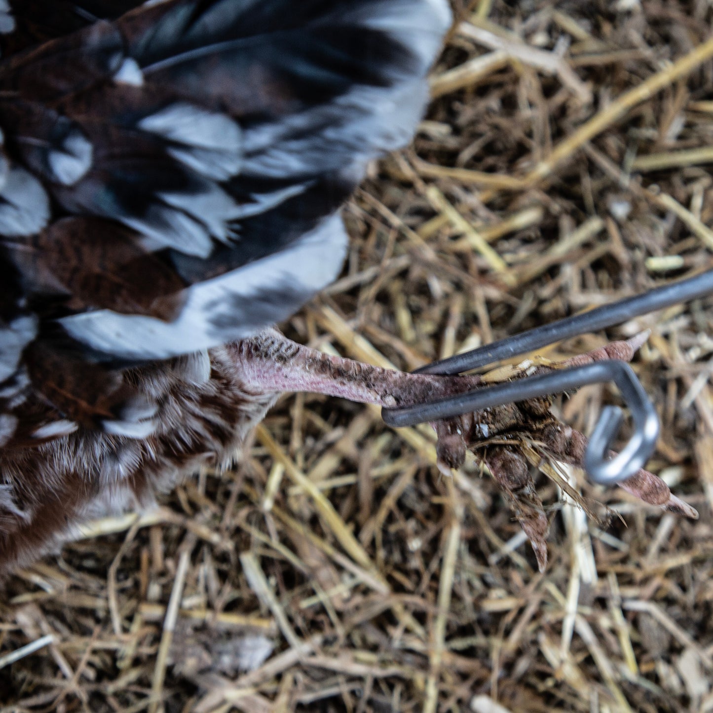 Yardbird Chicken Wrangler