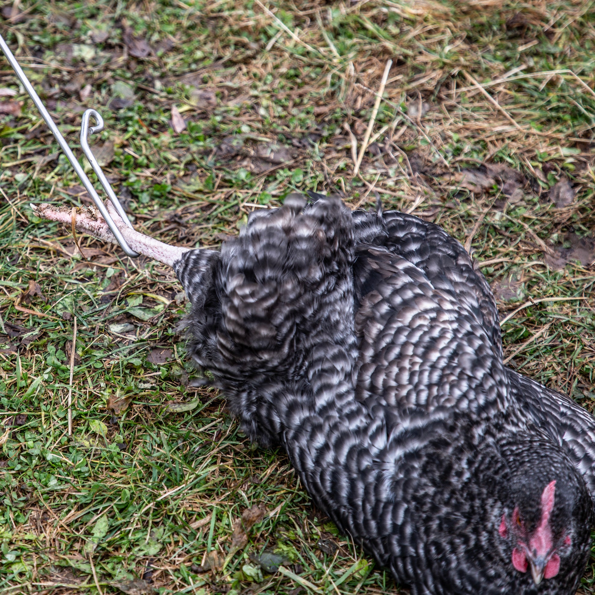 Yardbird Chicken Wrangler