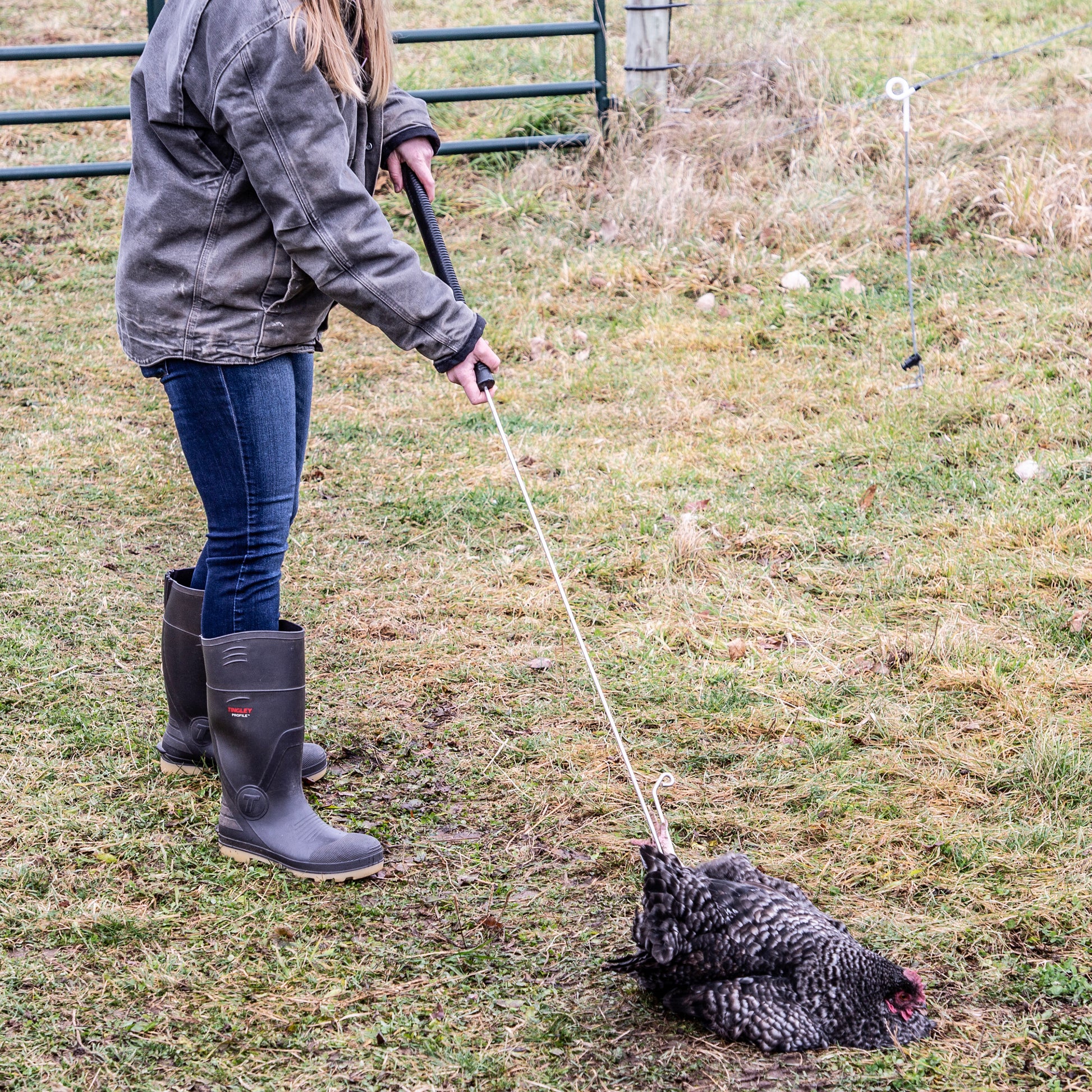 Yardbird Chicken Wrangler