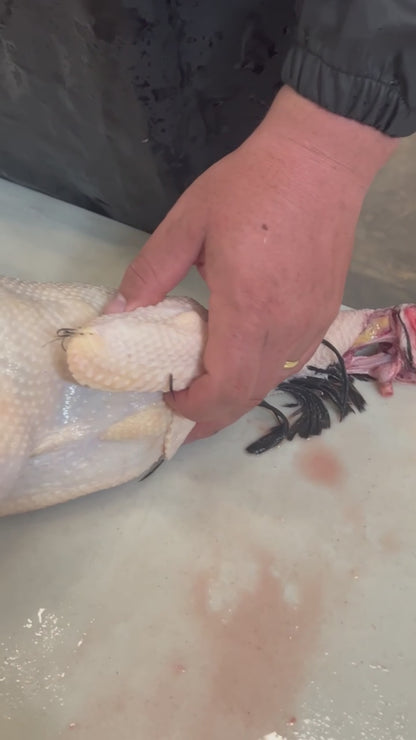 Poultry Pin Feather Puller